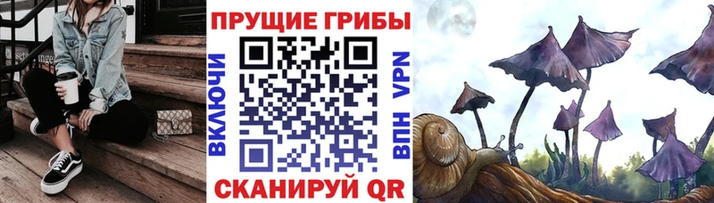 Псилоцибиновые грибы Psilocybe  Ак-Довурак 